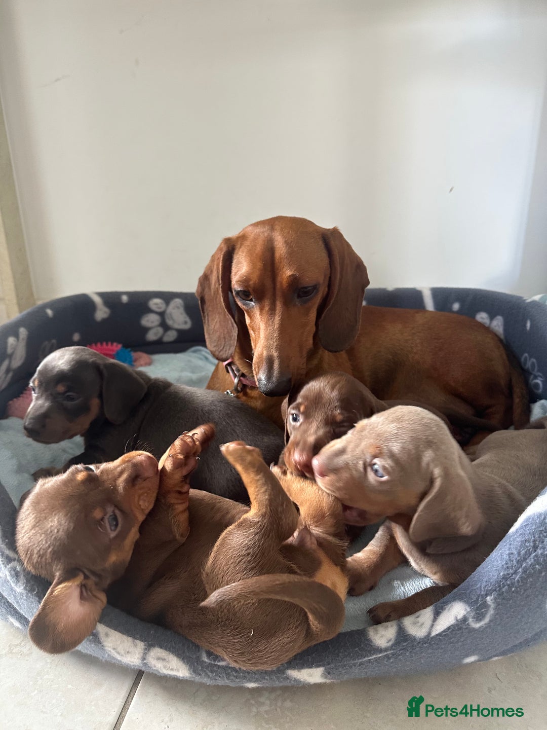 Dachshund dogs for sale: 4 Daschund Puppies Chocolate tan & Isabella - Image 7