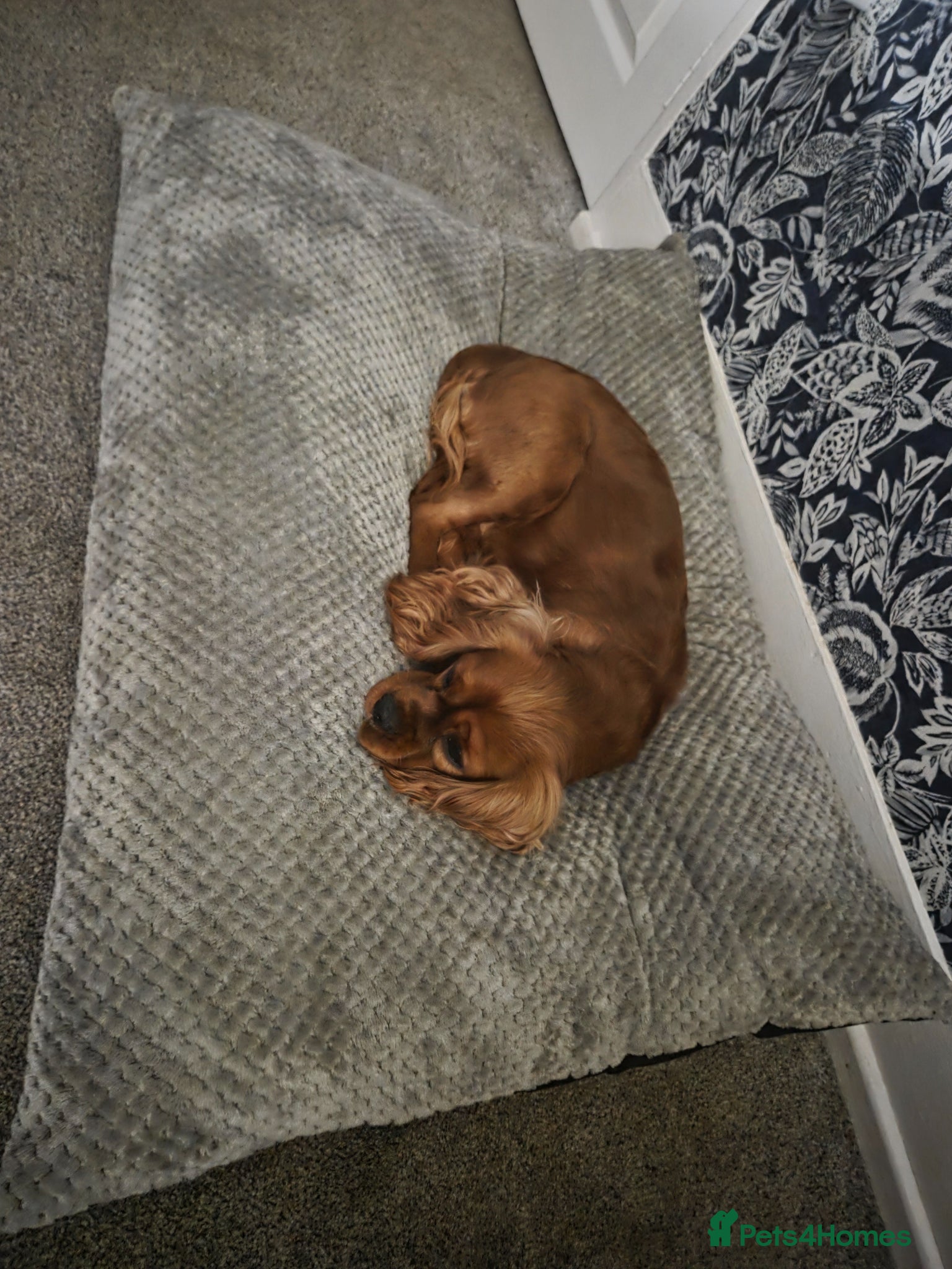 Cavalier King Charles Spaniel dogs Cavalier king charles  - Advert 1