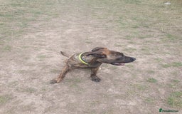 Mixed Breed dogs for sale: Presa canario Cross American bully  - Image 7