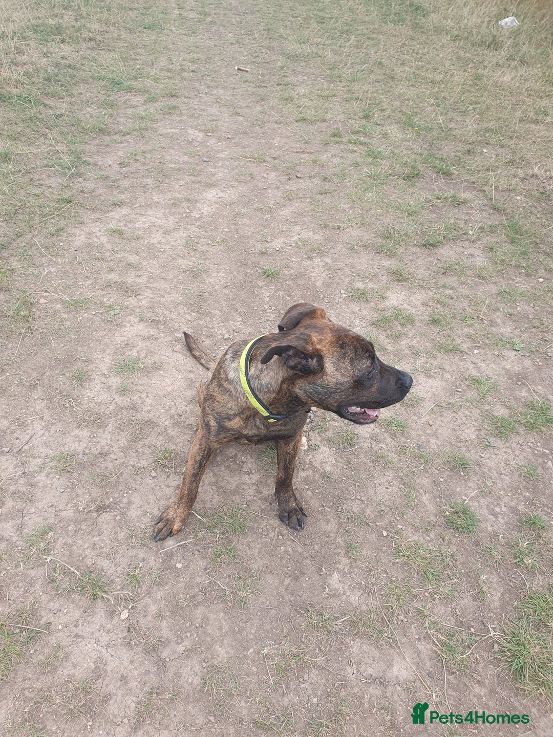 Mixed Breed dogs for sale: Presa canario Cross American bully  - Image 7