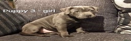Staffordshire Bull Terrier dogs for sale: Beautiful Staffordshire Bull Terrier puppies - Advert 4