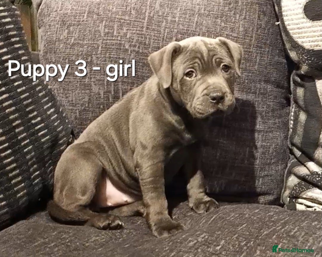 Staffordshire Bull Terrier dogs for sale: Beautiful Staffordshire Bull Terrier puppies - Advert 4