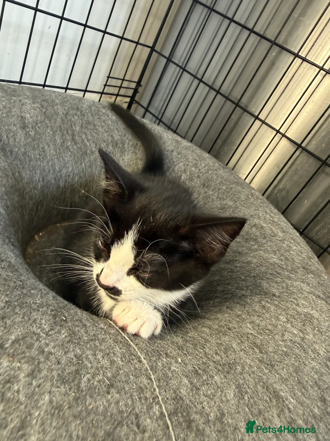 Mixed Breed cats for sale: Got three black kittens  - Advert 2