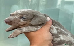Miniature Dachshund dogs for sale: Isabella and tan dapple miniature dachshunds - Image 18