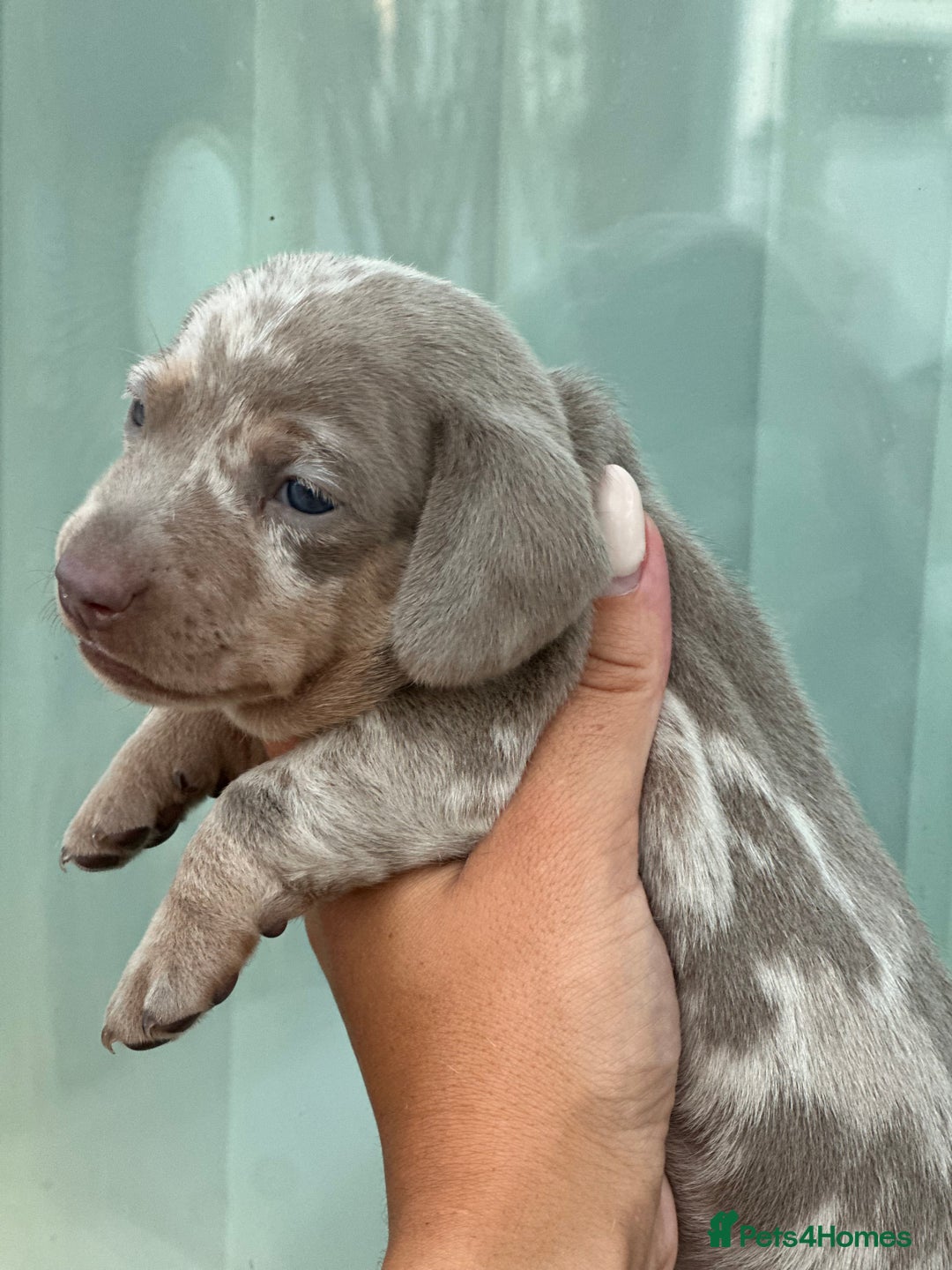 Miniature Dachshund dogs for sale: Isabella and tan dapple miniature dachshunds - Image 18