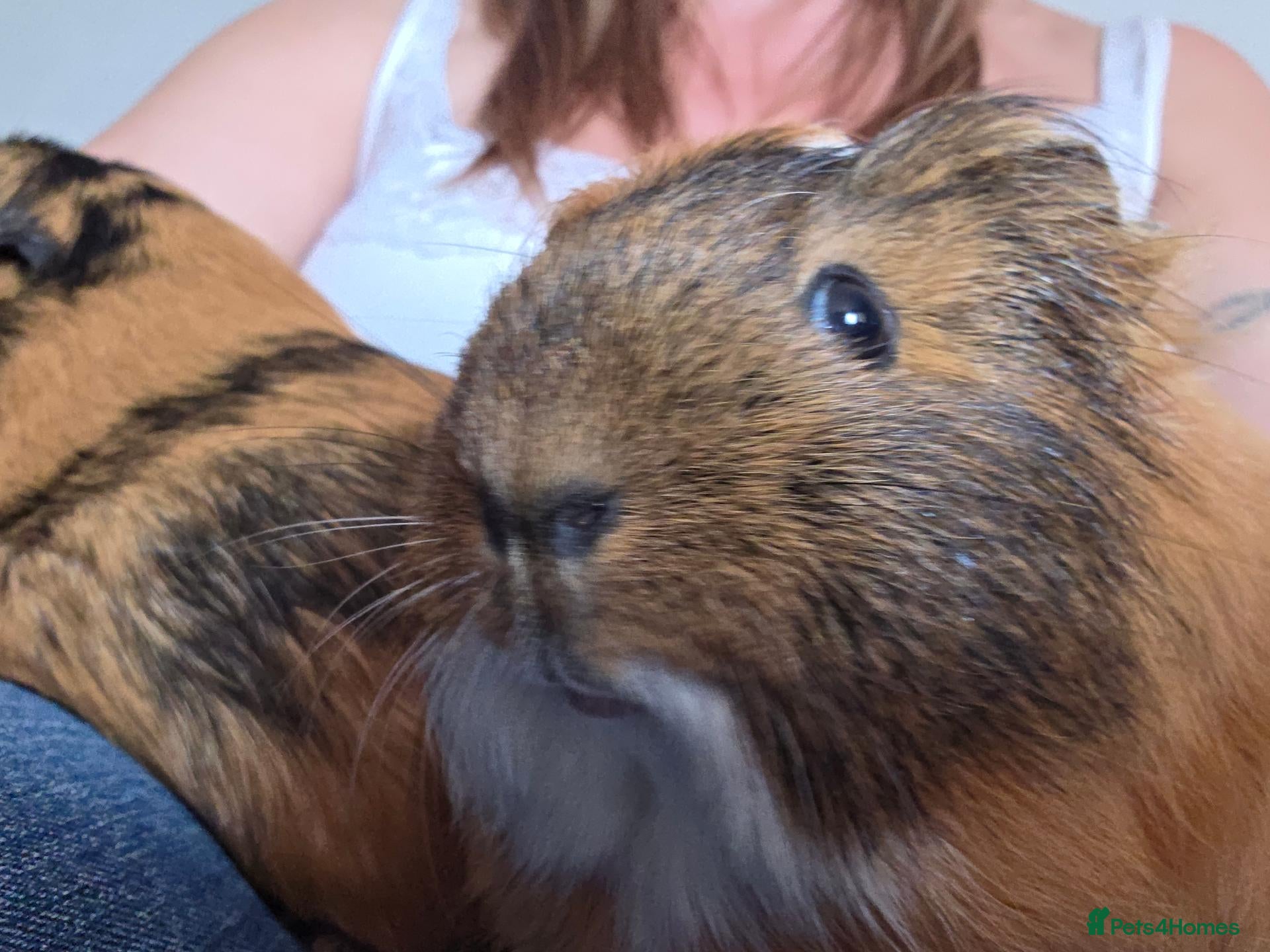 Guinea Pig rodents Two female guinea pigs - Advert 1