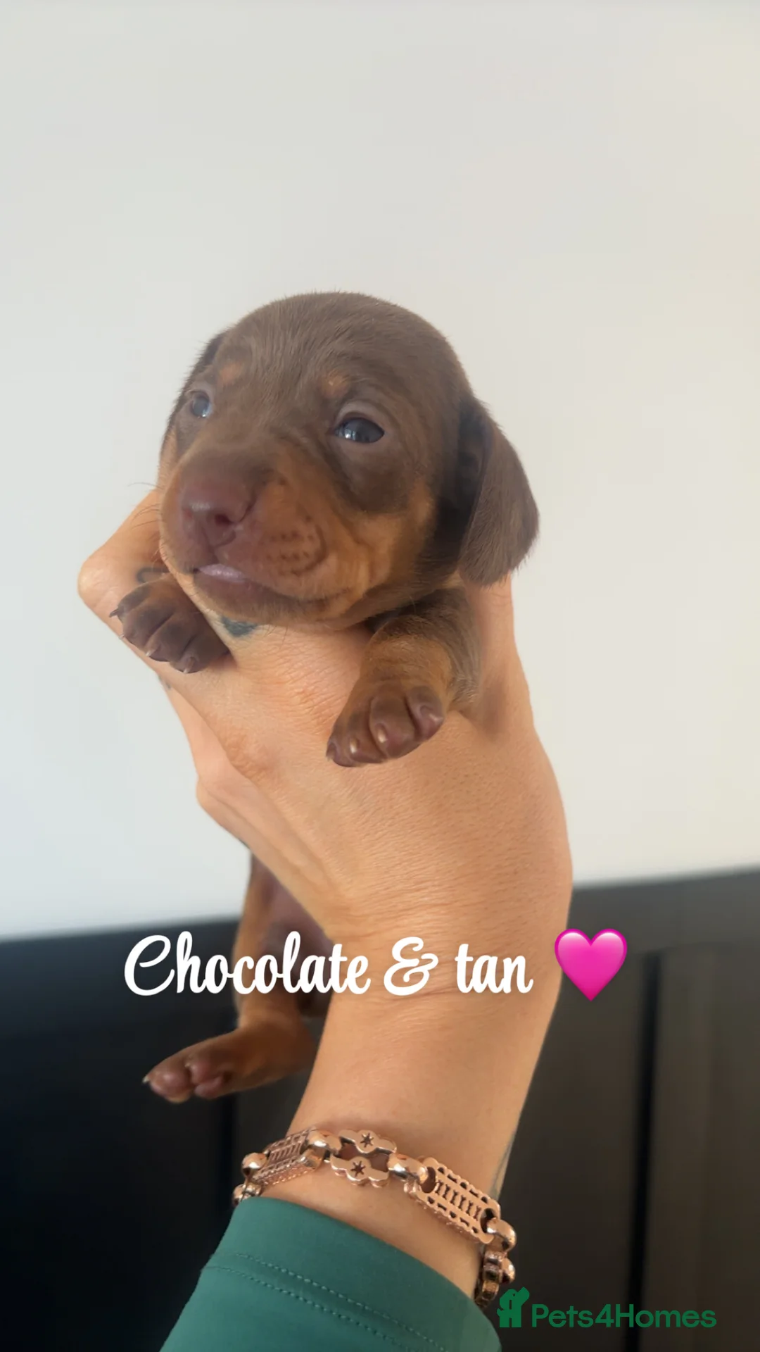 Miniature Dachshund dogs for sale: Miniature smooth haired dachshund  - Advert 2