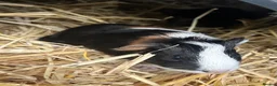 Guinea Pig rodents for sale: Guinea pigs in Ipswich - Advert 10