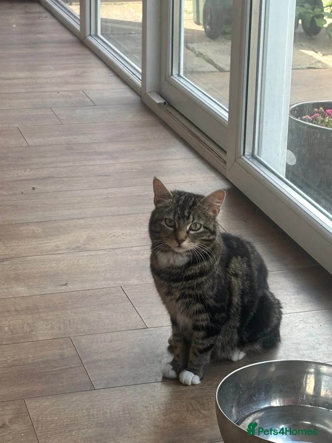Mixed Breed cats for sale: Mixed breed kittens  - Advert 1