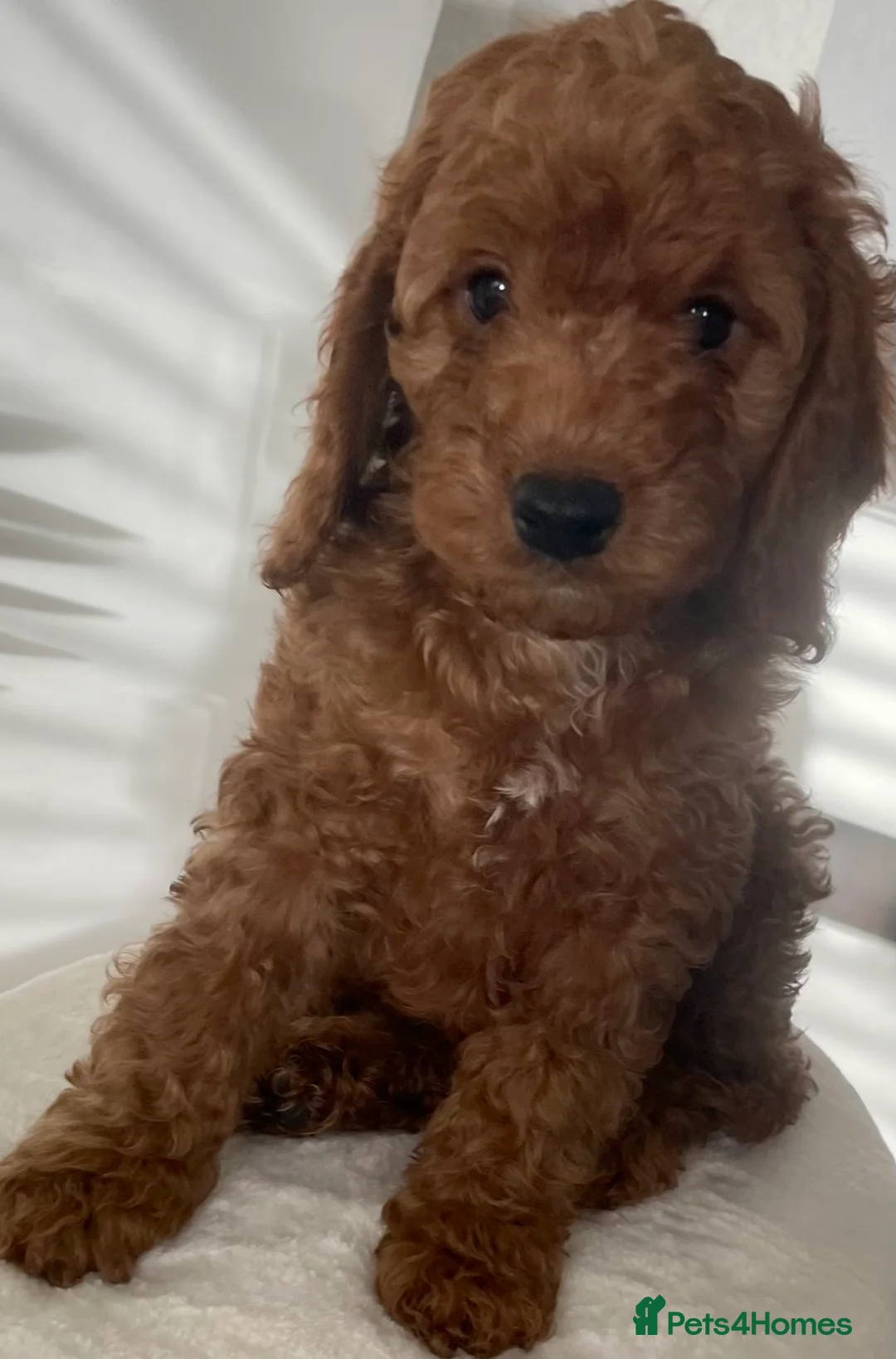 Cockapoo dogs for stud: TRICOLOUR F1 PROVEN ATAT CERTIFIED COCKAPOO STUD in Bromley - Advert 26