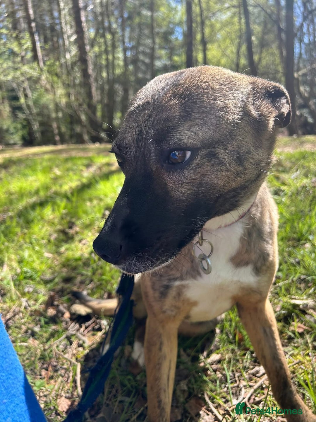 Mixed Breed dogs for adoption: Phoenix - Norwich Norfolk  - Image 17