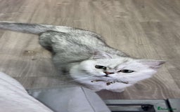 Scottish Fold cats for sale: Stunning Male Silver-Tipped Scottish Straight  - Image 5