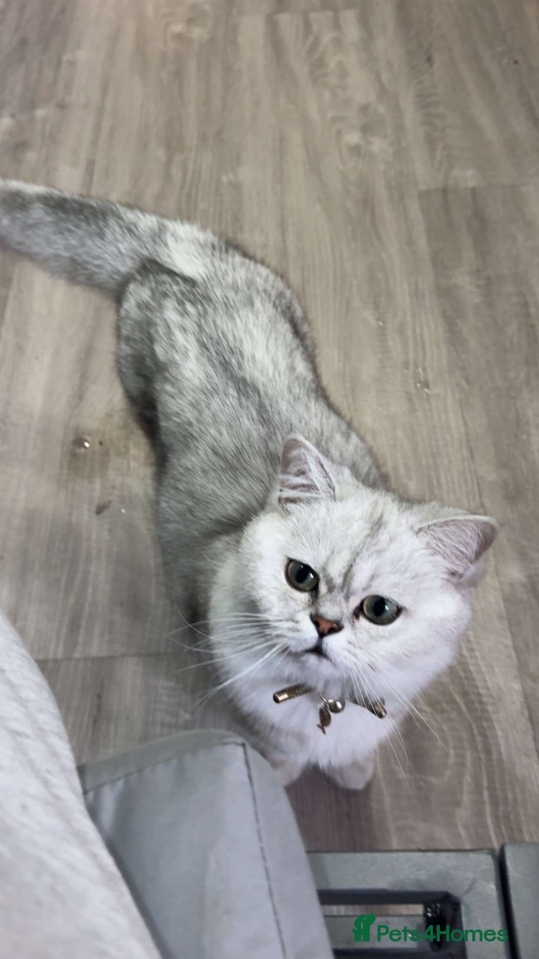Scottish Fold cats for sale: Stunning Male Silver-Tipped Scottish Straight  - Image 5