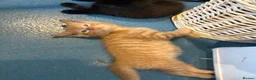 Mixed Breed cats for sale: Kittens  - Advert 6