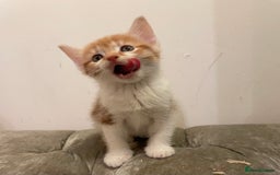 Mixed Breed cats for sale: kittens ready now  - Image 10