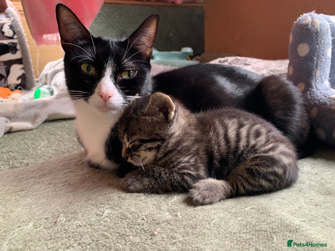 Domestic Shorthair cats for sale: Tabby kittens for sale - Image 9