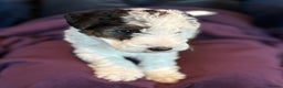 Fox Terrier dogs for sale: wire hair fox terrier puppies - Advert 3