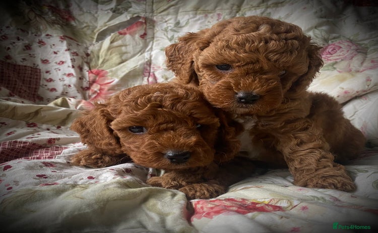Cockapoo dogs - Advert 3