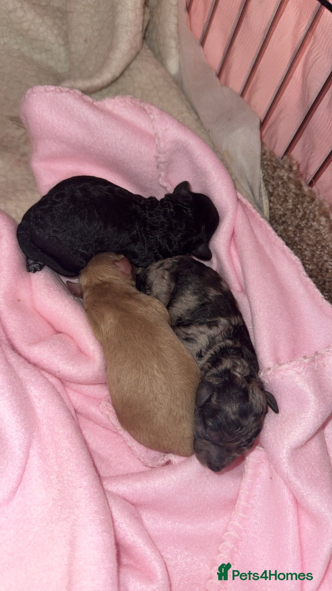 Toy Poodle dogs for sale: Toy poodle puppies  - merle bloodline  - Image 8