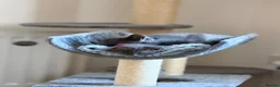 Russian Blue cats for sale: 🩵GCCF Registered Russian Blue kittens 🩵 - Advert 13