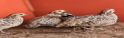 Quail poultry for sale: Snowflake Bobwhite Quail - Advert 2