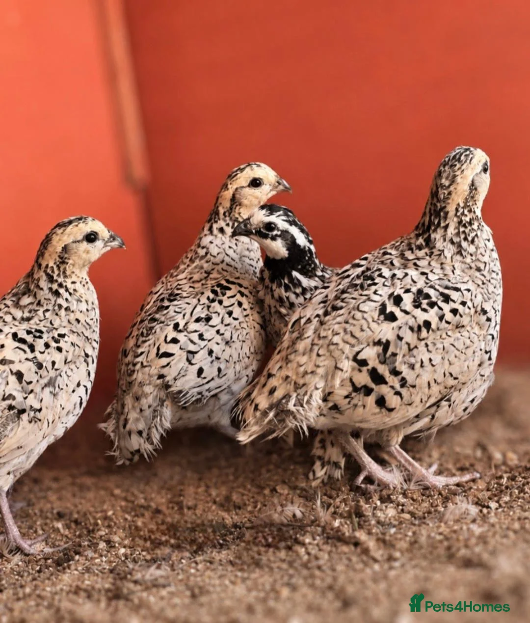 Quail poultry for sale: Snowflake Bobwhite Quail - Advert 2