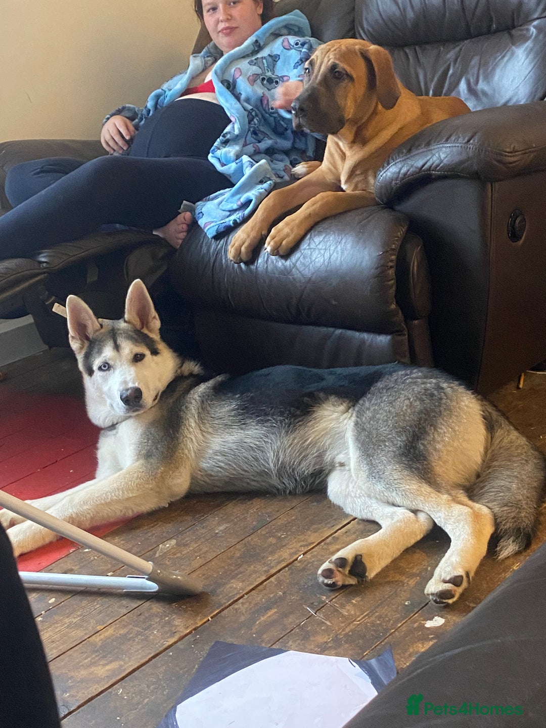 Shepsky dogs for sale: Husky cross German shepherd - Advert 2