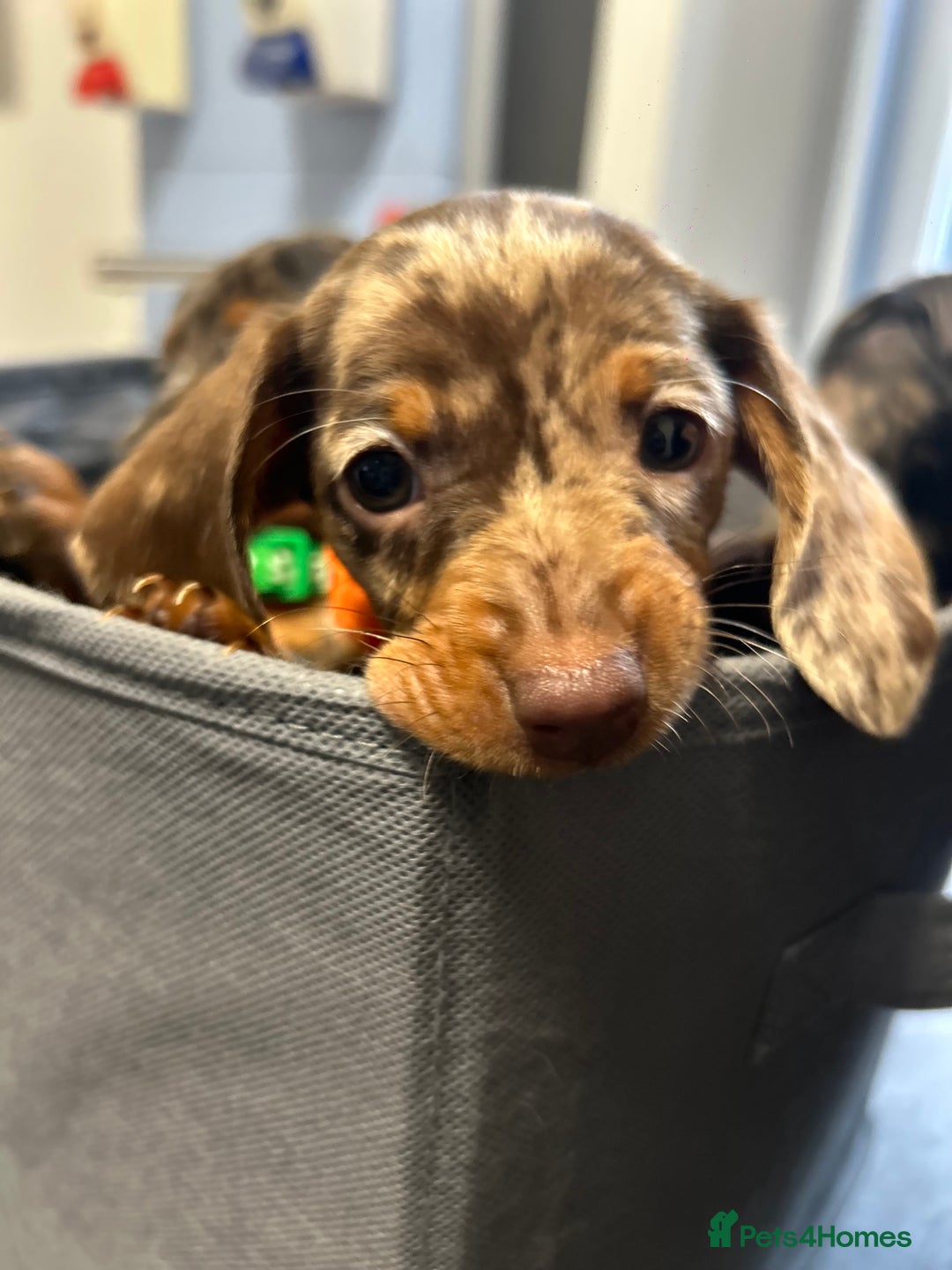 Miniature Dachshund dogs for sale: Miniature dashound puppies 💕💙  - Image 3