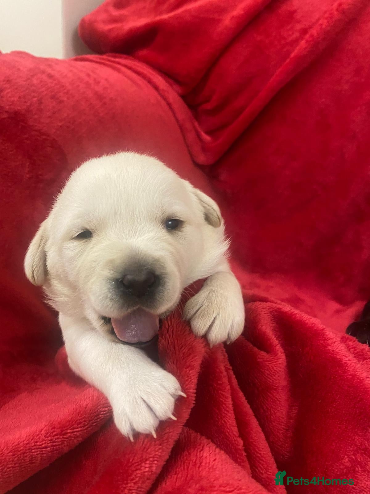 Labrador Retriever dogs for sale: Gorgeous Labrador Puppies finding a friendly home - Advert 1