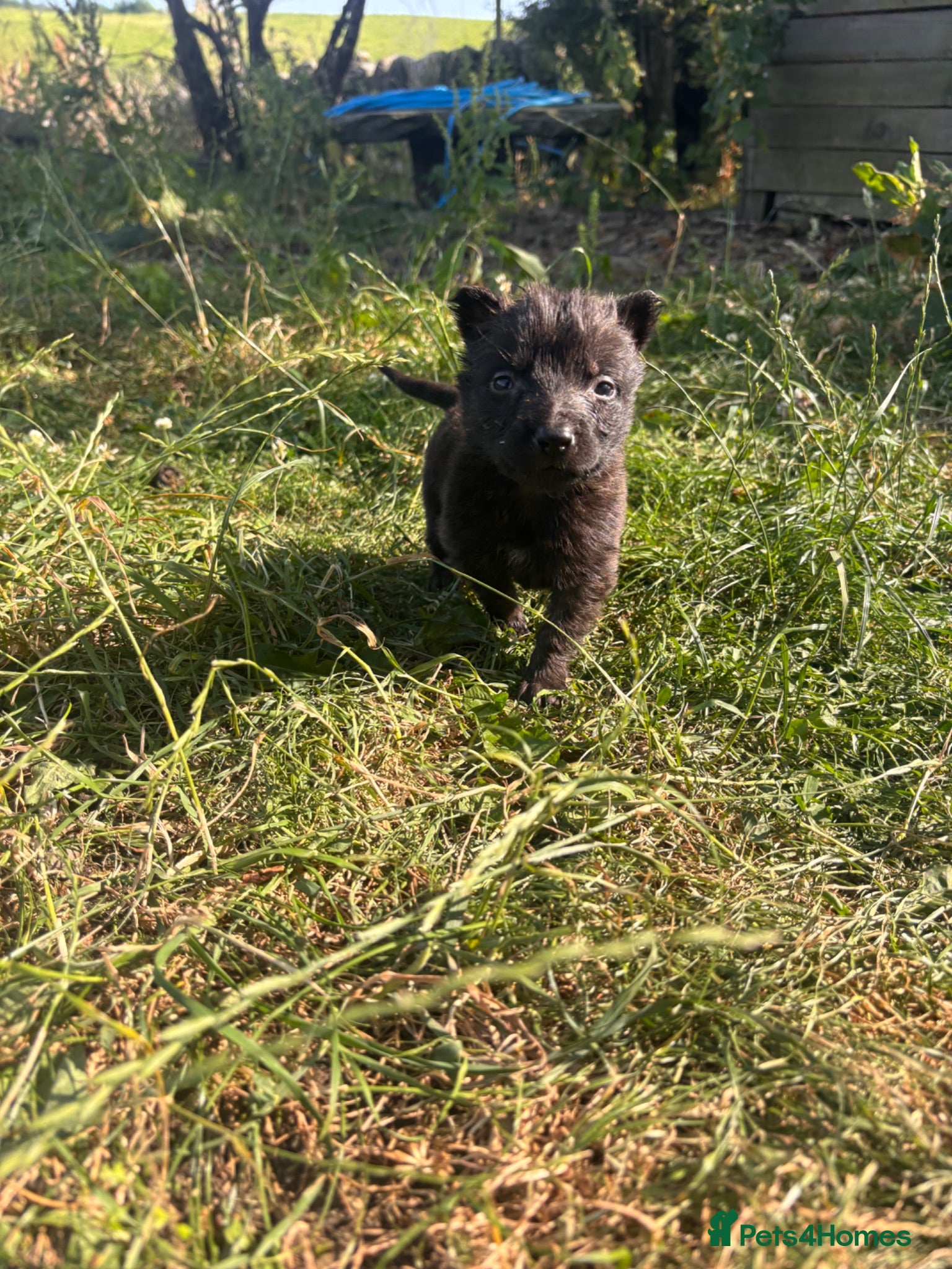 Belgian Shepherd Dog dogs Now taking viewings - Advert 4