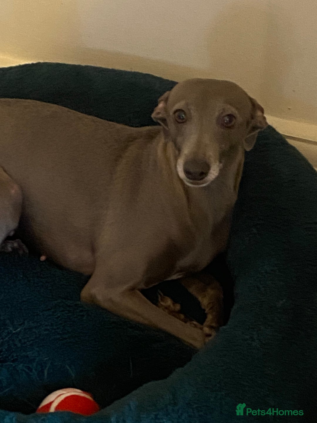 Italian Greyhound dogs for sale: Unfortunate resale due to allergies - Advert 8