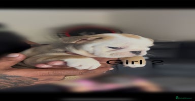 English Bulldog dogs - Advert 10