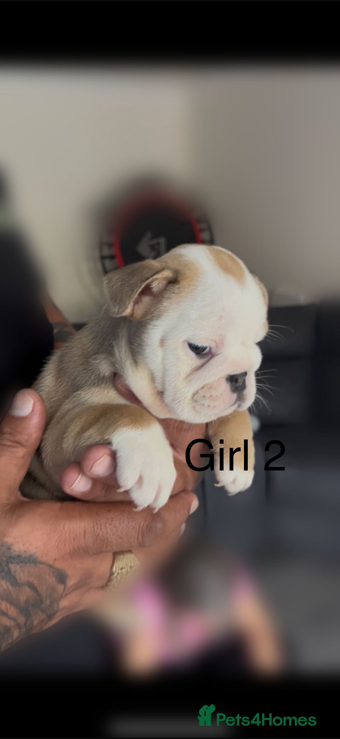English Bulldog dogs for sale: KC Reg Traditional English Bulldog puppies - Image 2