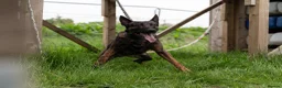 Belgian Shepherd Dog dogs for stud: Dutch herder BRN registered  in Middlesbrough - Advert 7