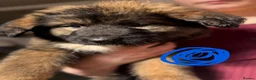 Caucasian Shepherd Dog dogs for sale: Caucasian shepherd puppies  - Advert 14