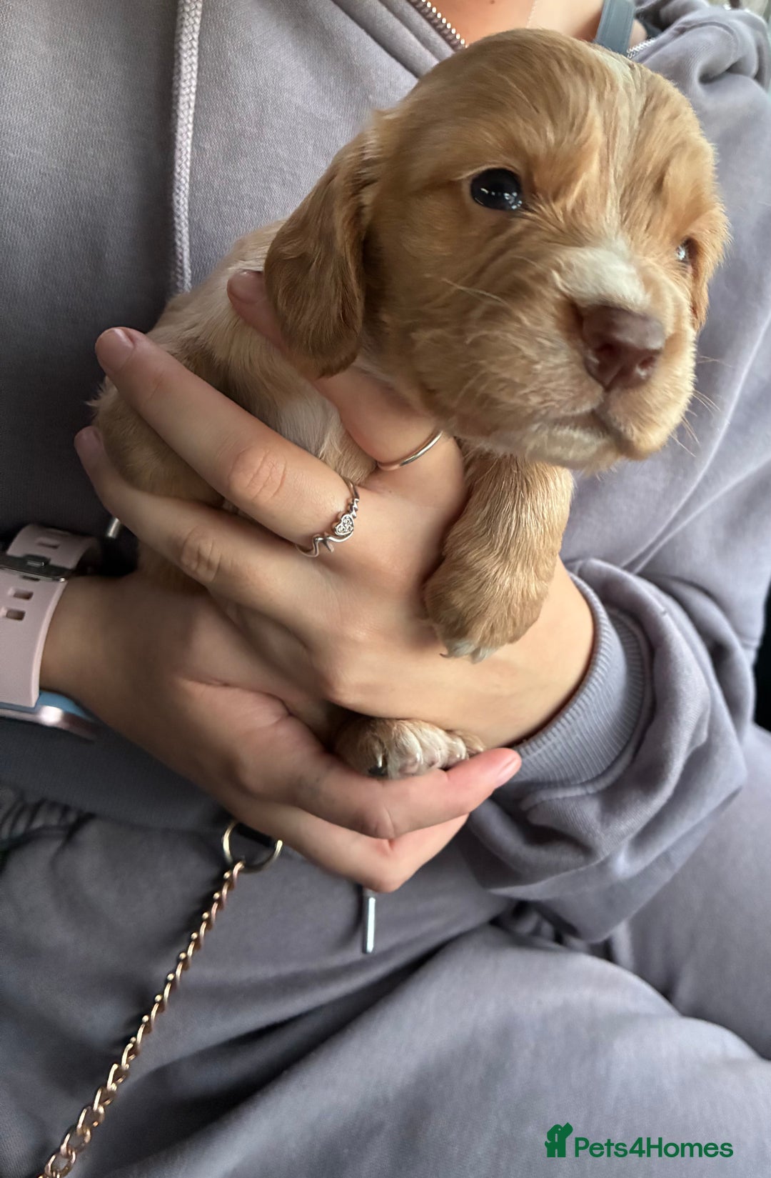 Cocker Spaniel dogs for sale: Cocker spaniel pups - Image 14