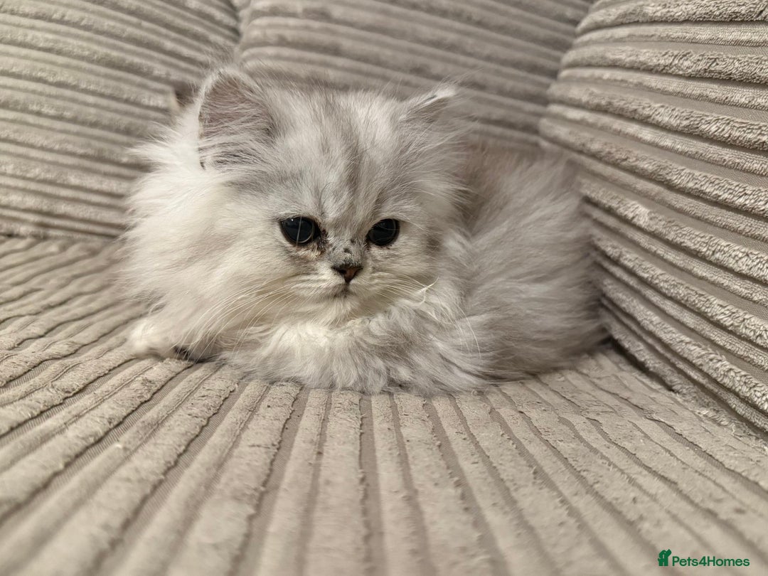 Persian cats for sale: Persian Babies ready to go - Advert 8