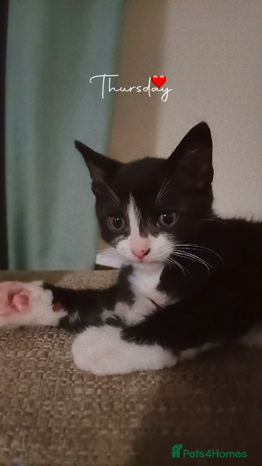 Domestic Shorthair cats for sale: Beautiful kitten  - Advert 4