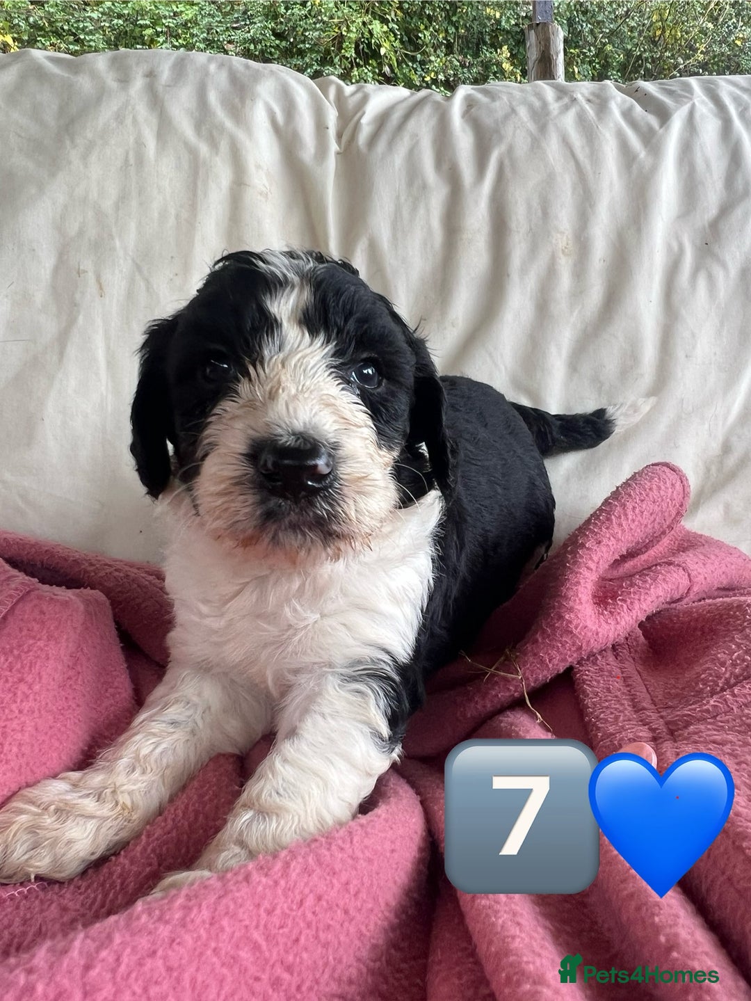 Bordoodle dogs for sale: Adorable Bordoodle (collie-poo) pups for sale  - Image 32