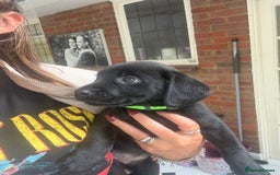 Labrador Retriever dogs for sale: Labrador puppies - Ready Now  - Image 2