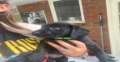 Labrador Retriever dogs - Advert 3
