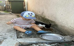 Mixed Breed cats for adoption: ☕ Moca ☕ is looking for her family!  - Image 12