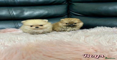 Pomeranian dogs - Advert 5