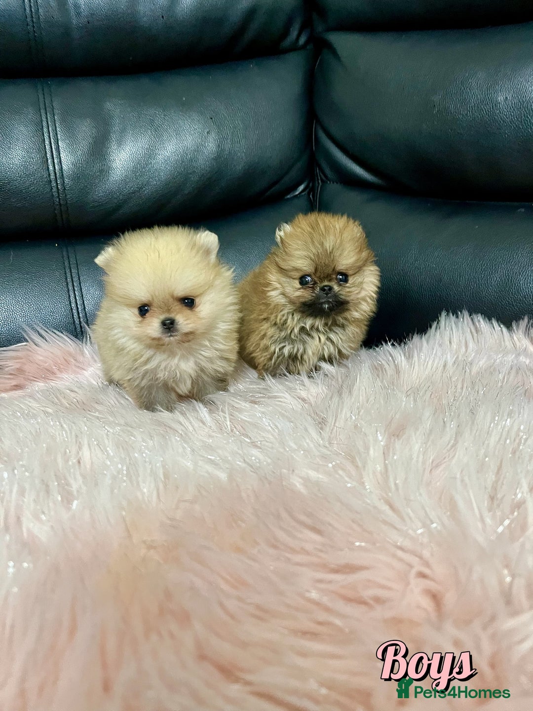 Pomeranian dogs for sale: 🔥Very Tiny🧸 Top Quality  - Image 2