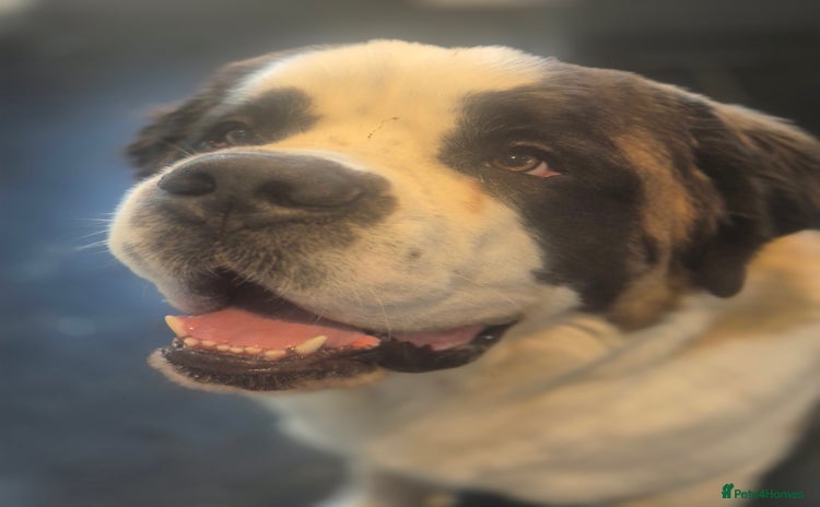 Saint Bernard dogs Gorgeous KC registered Saint Bernard Male  - Advert 8