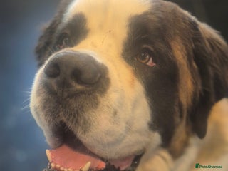 Saint Bernard dogs Gorgeous KC registered Saint Bernard Male - Advert 1