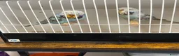 Budgerigars birds for sale: Budgies now available  - Advert 4