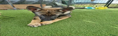 German Shepherd 2