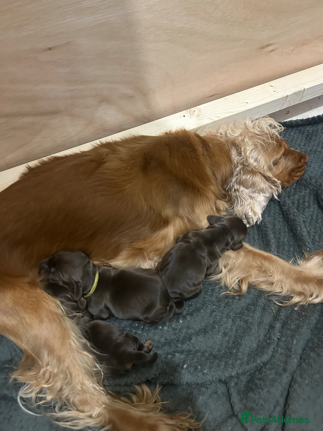 Cocker Spaniel dogs for sale: ⭐ ⭐ AMAZING KC SHOW COCKER SPANIELS - Advert 6