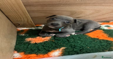 Whippet dogs - Advert 8